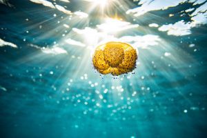 Fried Egg jelly // Gozo Underwater