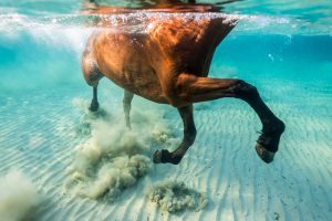 Seahorse series // Gallop Underwater