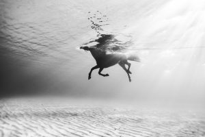 Seahorse series // Swim free Underwater