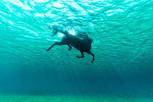 Seahorse series // Swim Free Underwater