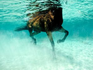 Seahorse series // Run Wild Underwater