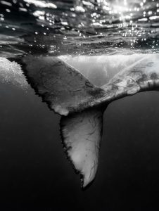 Tail swipe // Tonga Underwater