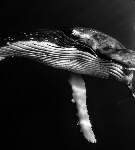 Humpback // Tonga Underwater