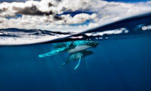 Humpbacks // Tonga Underwater