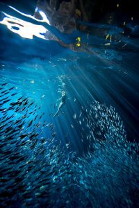Swallows Cave // Tonga Underwater