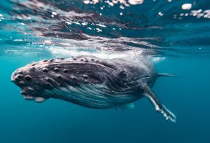 Humpback // Tonga Underwater