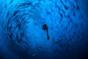 Alex Bocage // Tuna Underwater