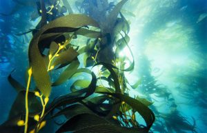Kelp Forest // San Diego 