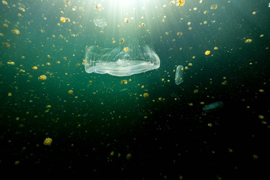 Jellies / Jellyfish lake, Raja Ampat Jellyfish lake, Raja Ampat