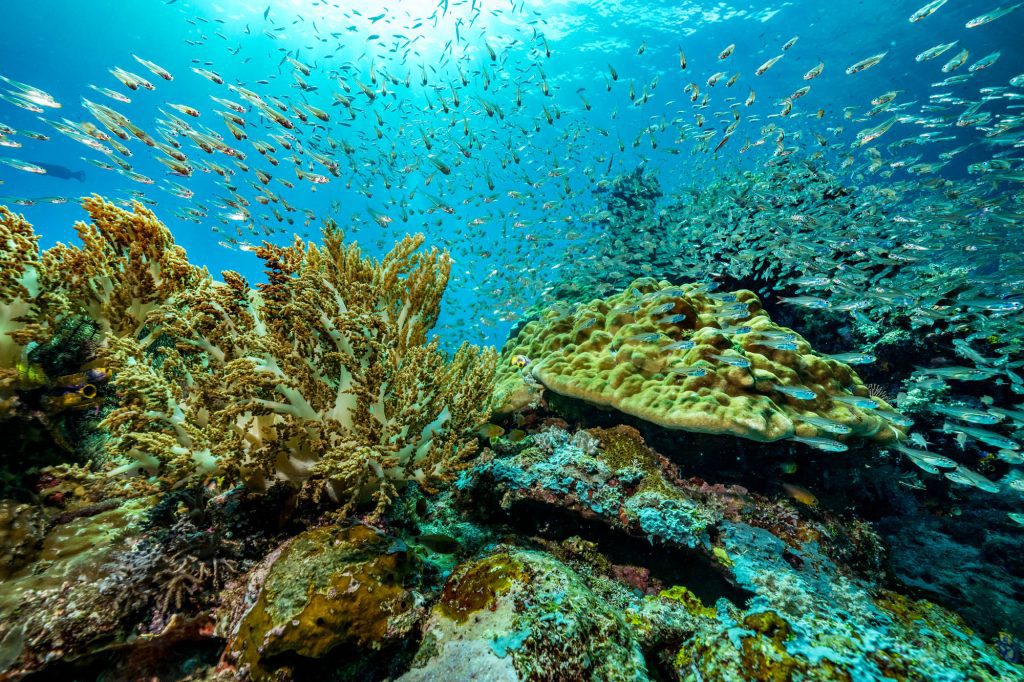 Coral / Raja Ampat Raja Ampat