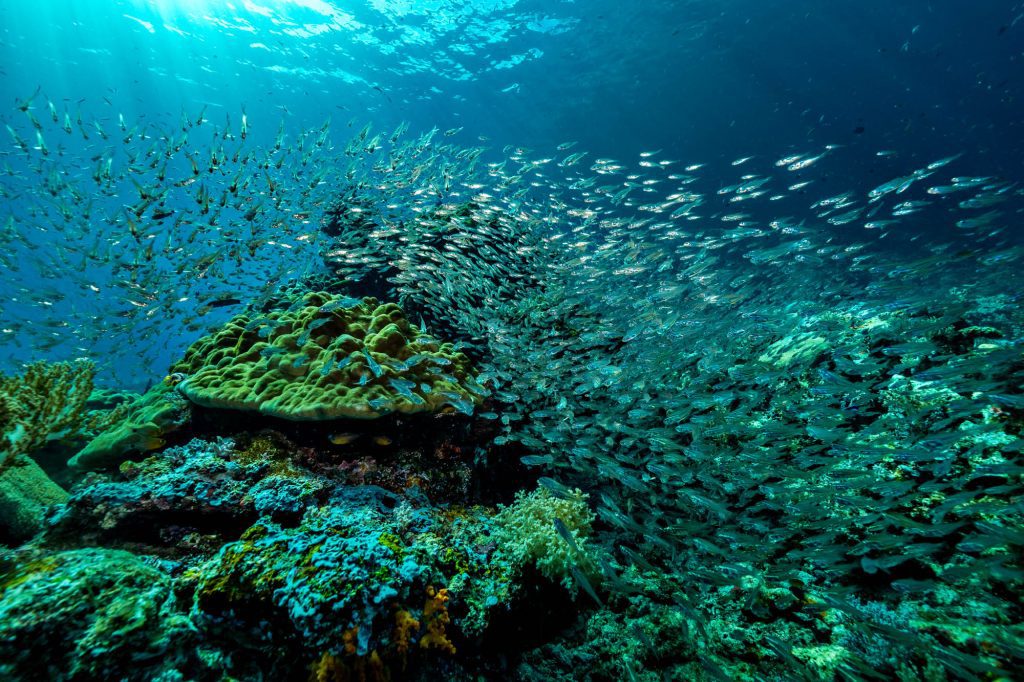 Coral / Raja Ampat Raja Ampat