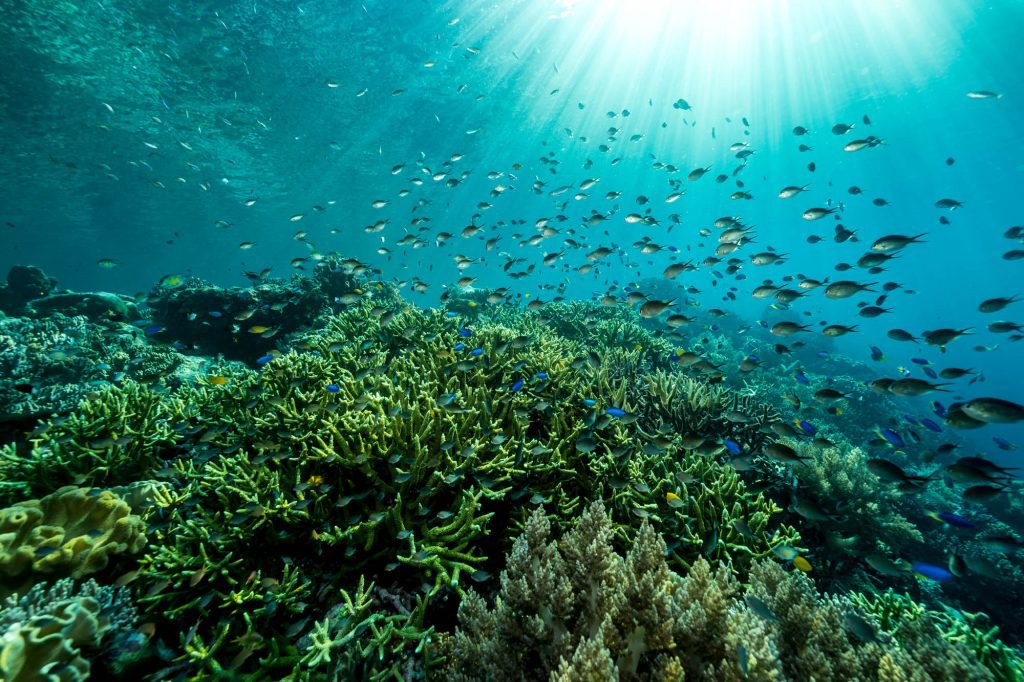 Coral / Raja Ampat Raja Ampat