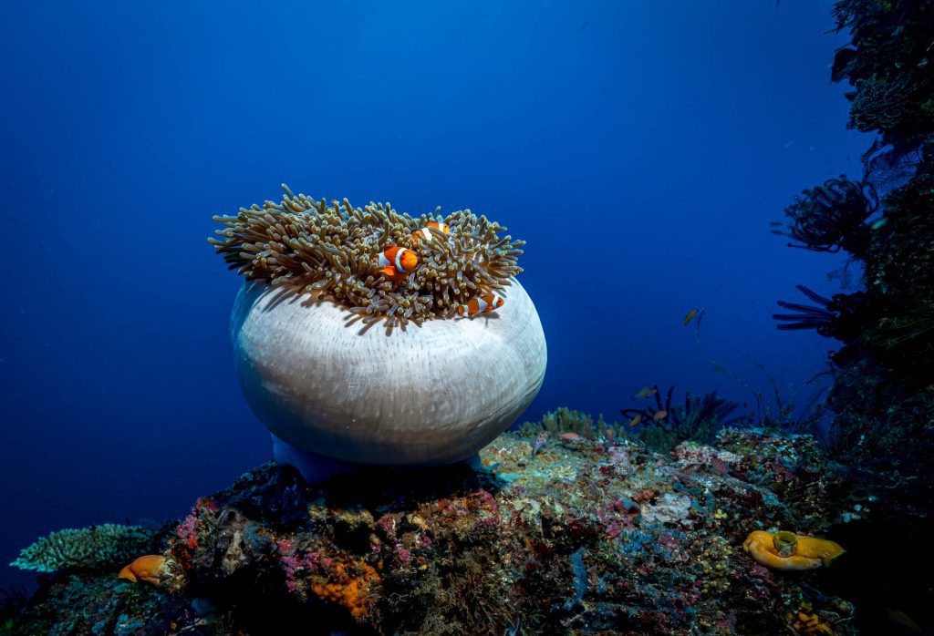 Below / Clownfish, Raja Ampat Clownfish, Raja Ampat