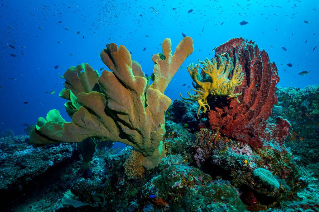 Coral / Raja Ampat Raja Ampat