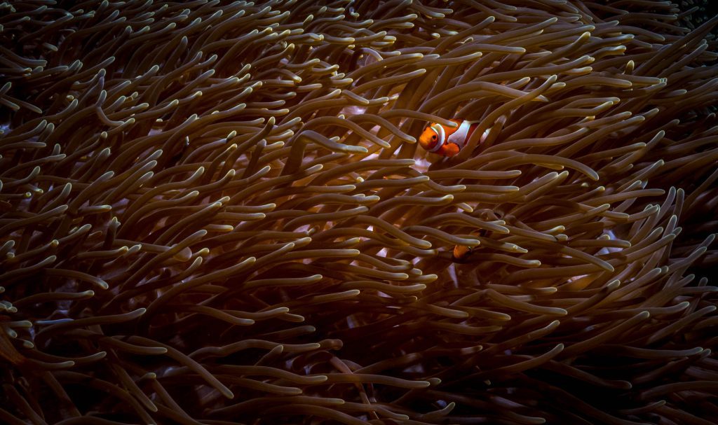 Below / Clownfish, Raja Ampat Clownfish, Raja Ampat