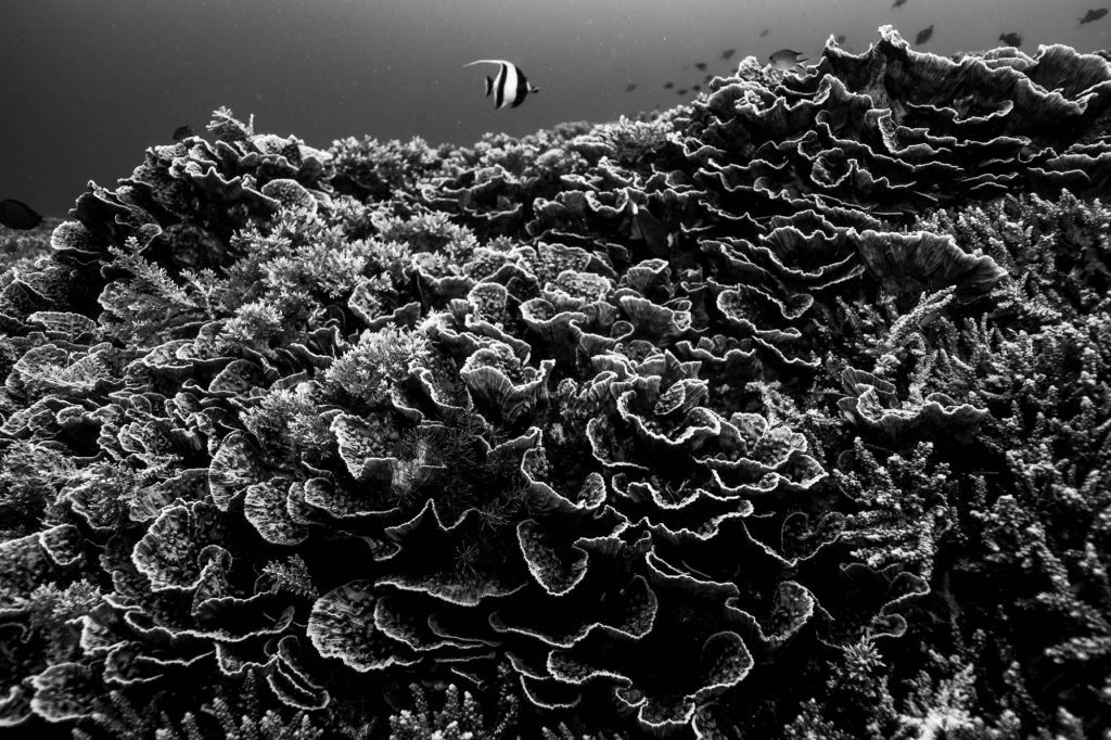 Monochrome / Raja Ampat Raja Ampat