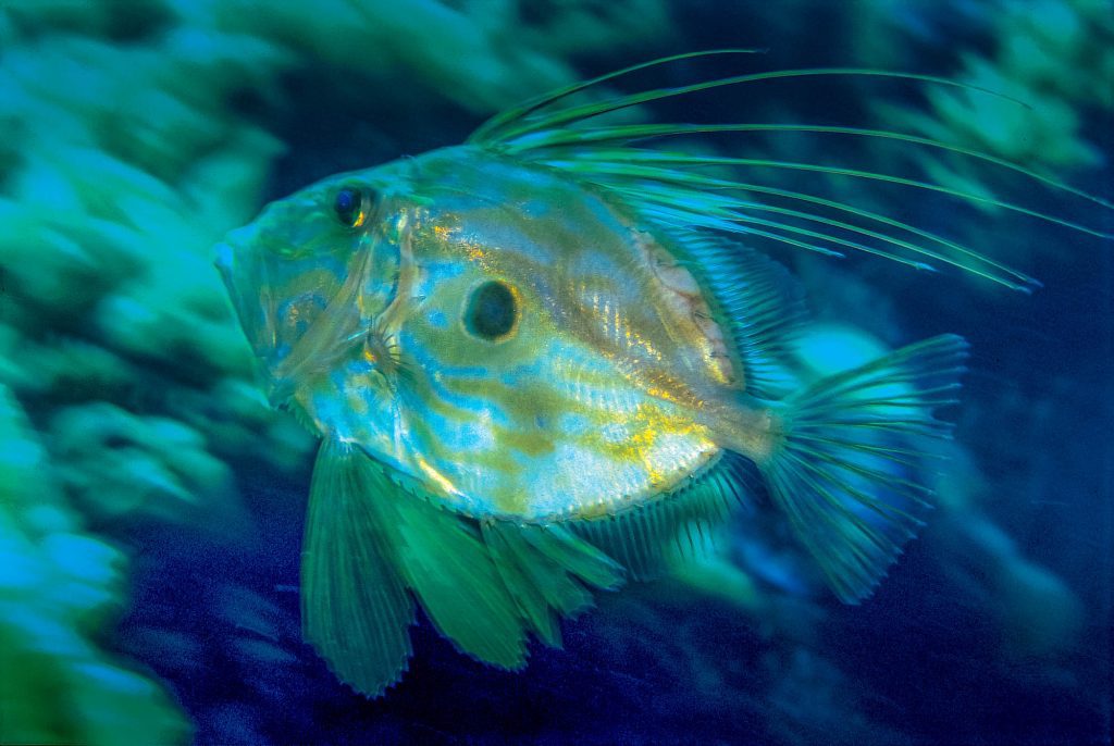 Below / John Dory, Medierreanean John Dory, Medierreanean