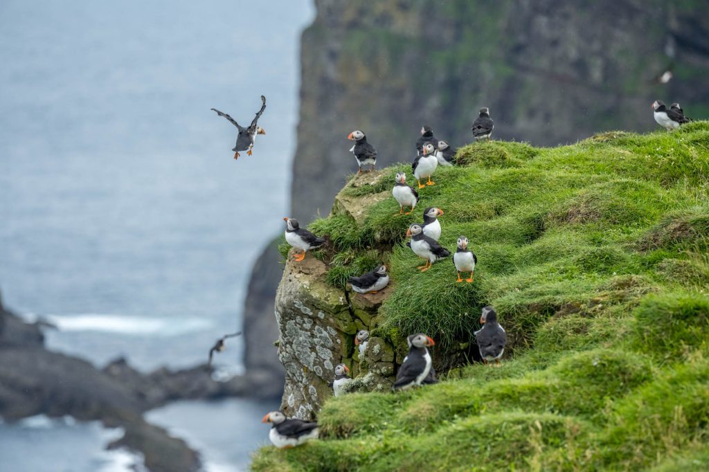 Faroe Islands / Pufins Pufins