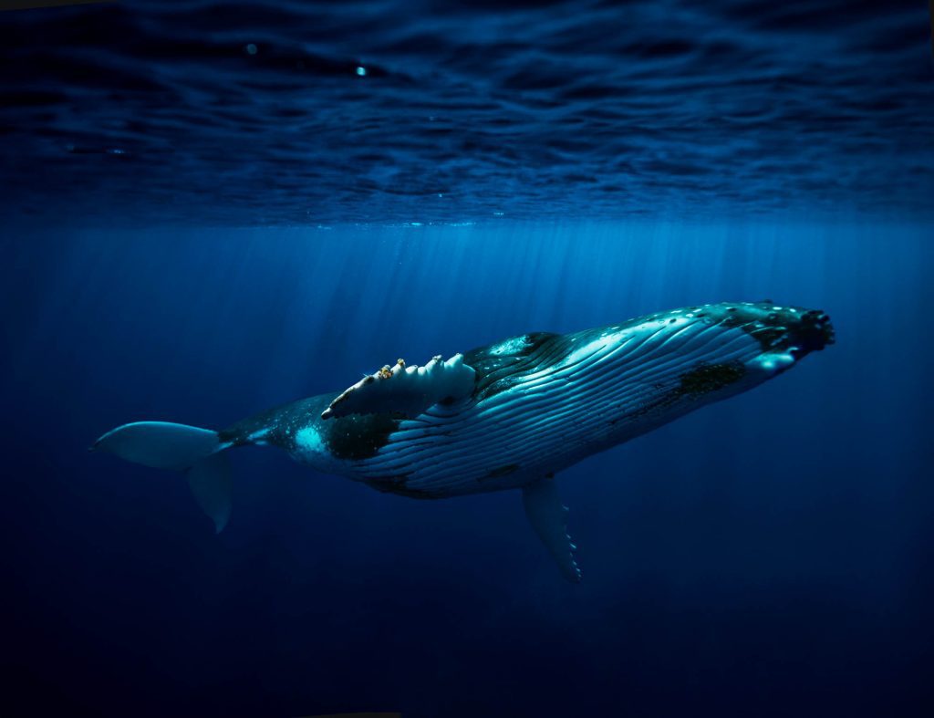 Humbacks / Tonga Tonga