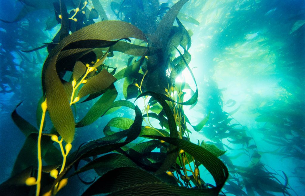 Below / Kelp Forest – San Diego Kelp Forest – San Diego