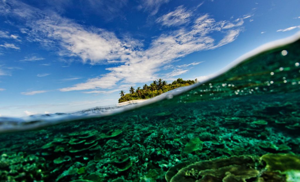 Coral / Maldives Maldives