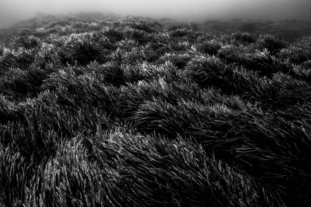 Monochrome / Posidonia, Mediterranean Posidonia, Mediterranean