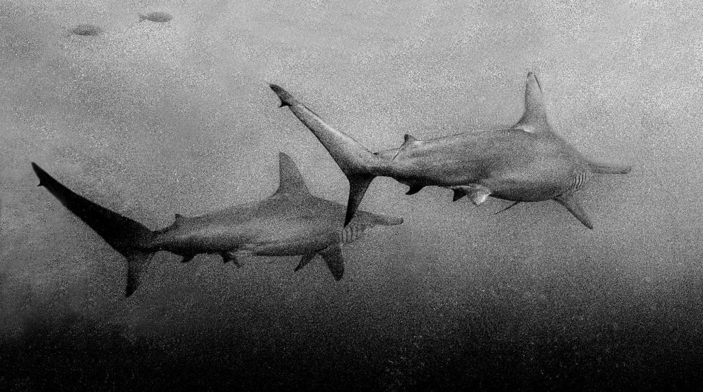 Monochrome / Hammerheads, Galapagos Hammerheads, Galapagos