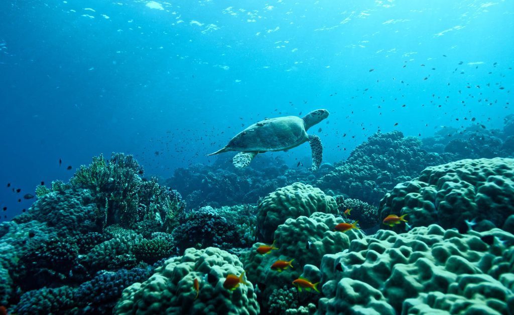 Below / Barrier reef, Australia Barrier reef, Australia