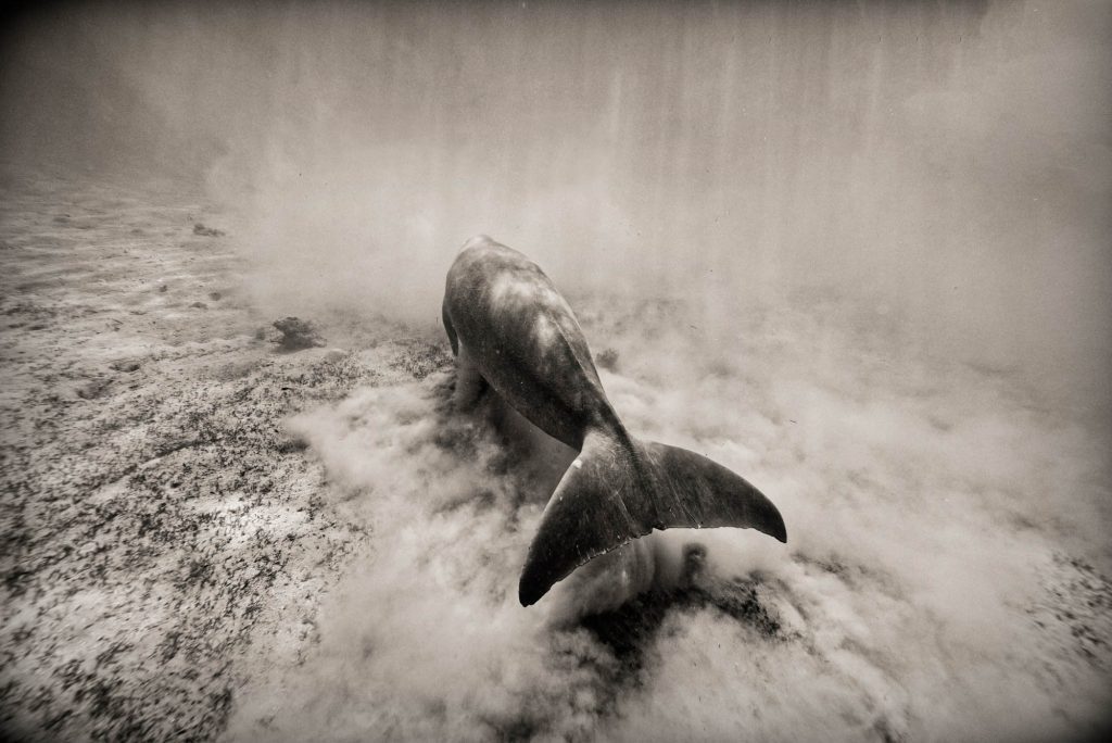 Monochrome / Dugong, Red Sea Dugong, Red Sea