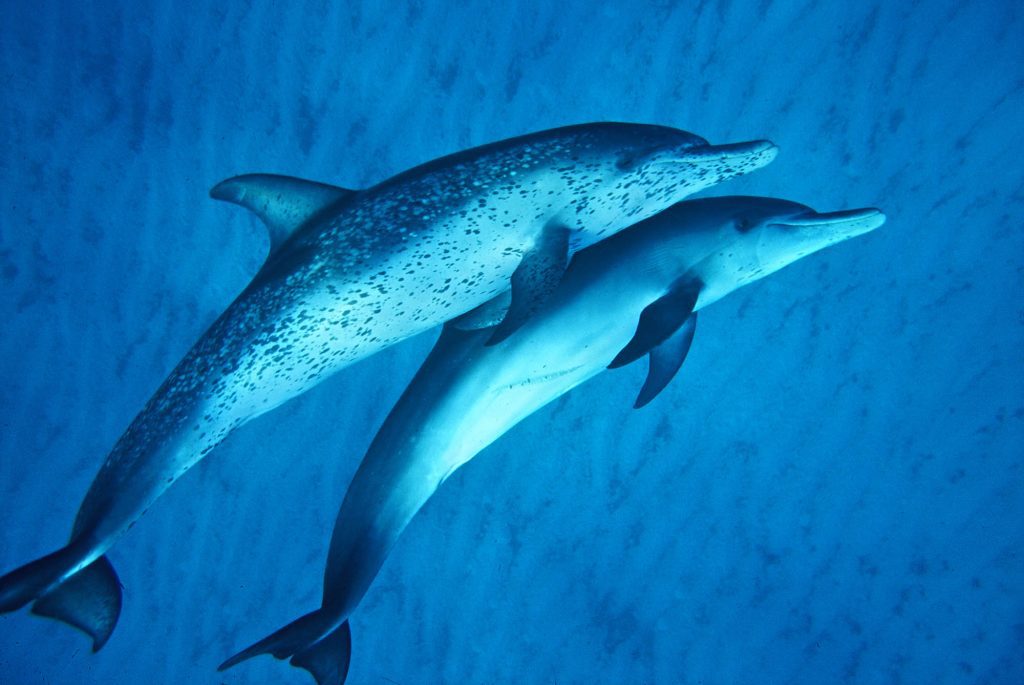 Below / Spotted Dolphins, Bahamas Spotted Dolphins, Bahamas