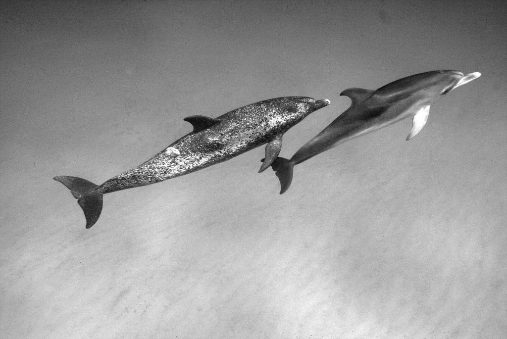 Monochrome / Spotted Dolphins, Bahamas Spotted Dolphins, Bahamas