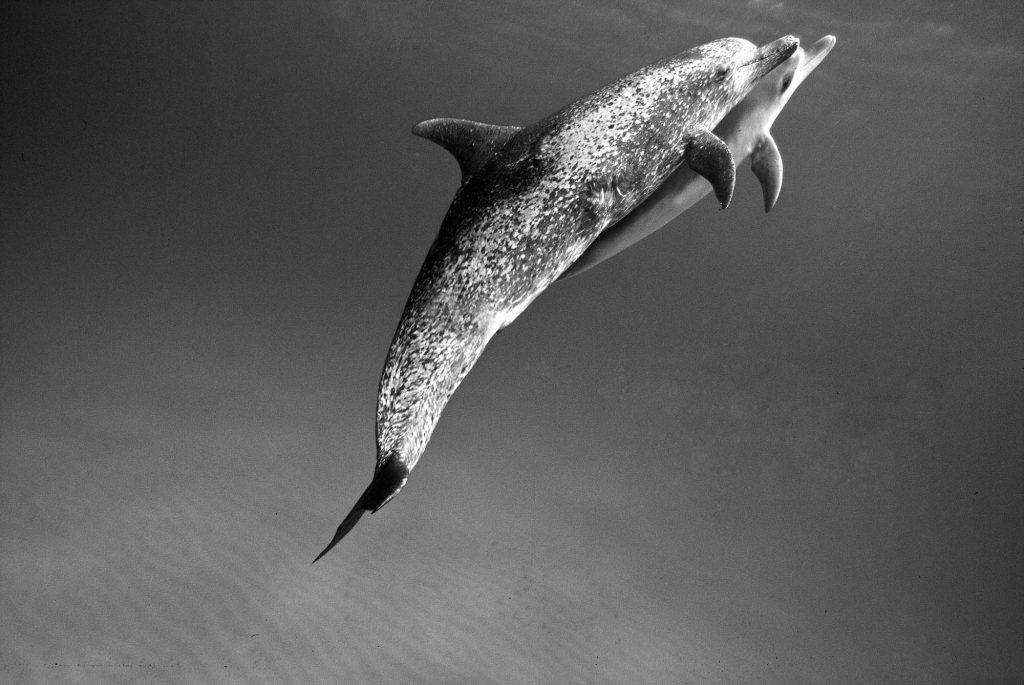 Monochrome / Spotted Dolphins, Bahamas Spotted Dolphins, Bahamas