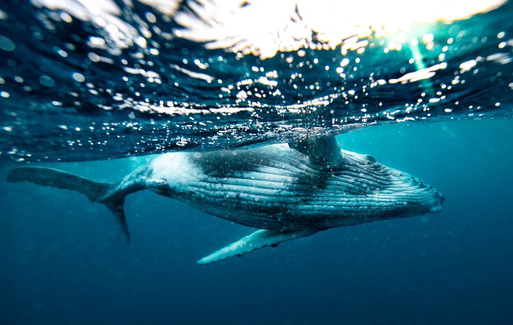 Humbacks / Tonga Tonga