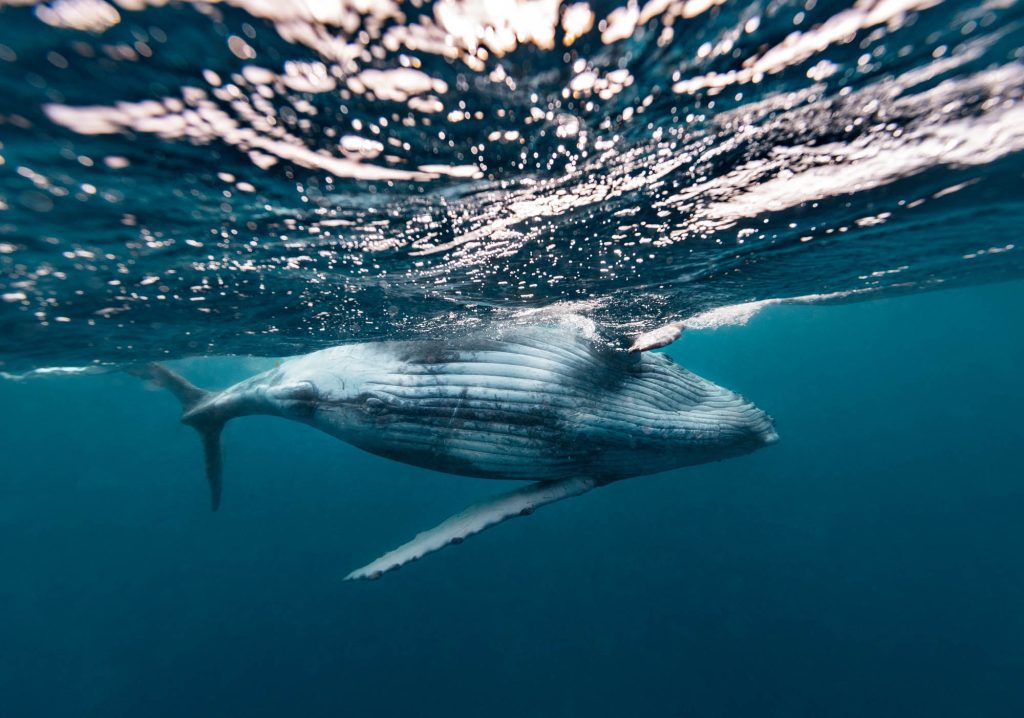 Humbacks / Tonga Tonga