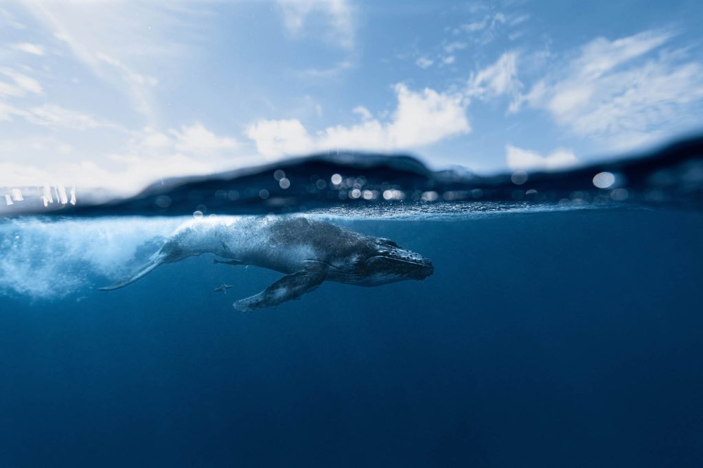 Humbacks / Tonga Tonga