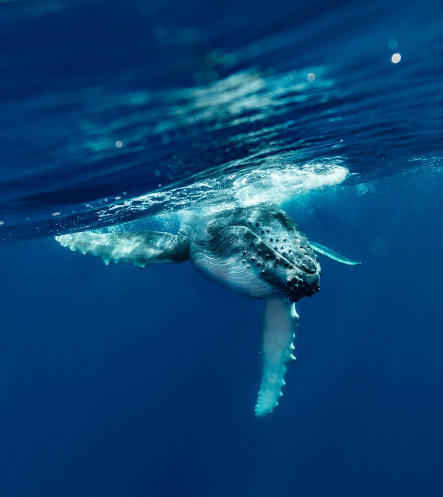 Humbacks / Tonga Tonga