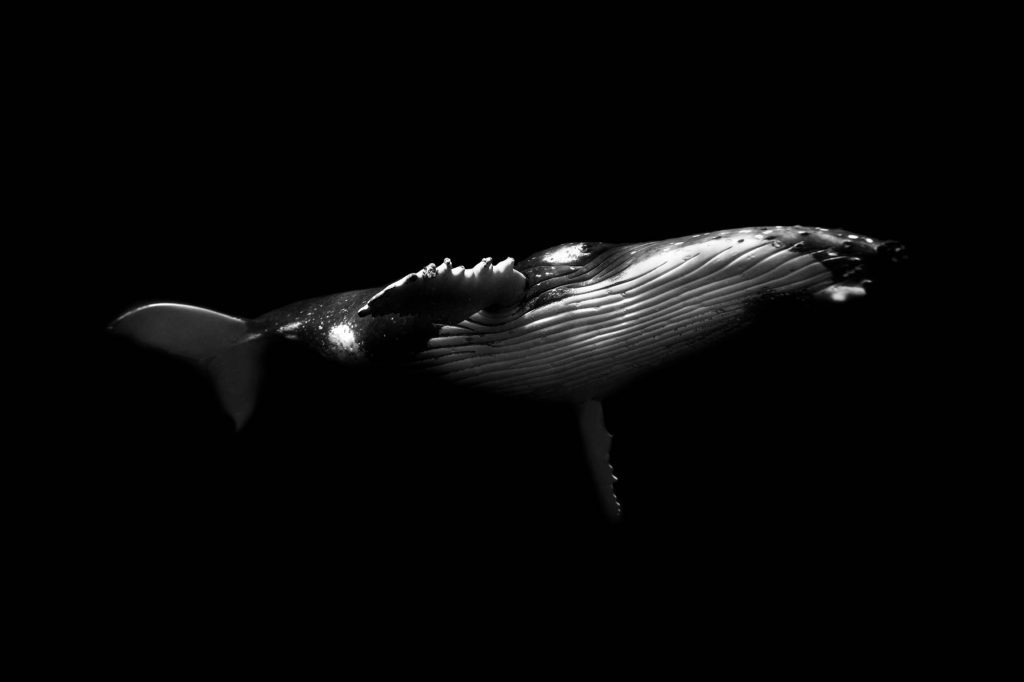 Monochrome / Humpback, Tonga Humpback, Tonga