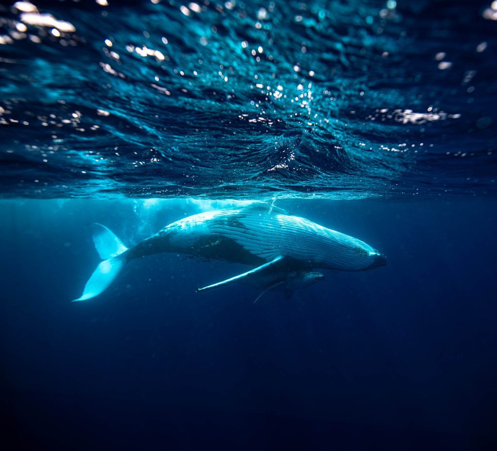 Humbacks / Tonga Tonga