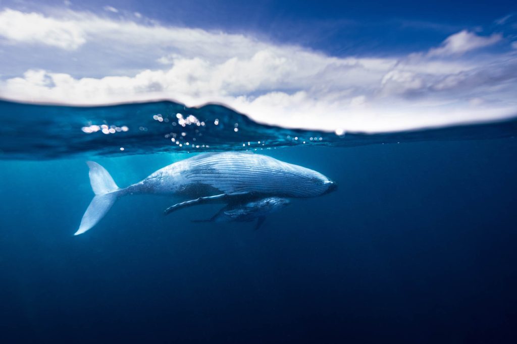 Humbacks / Tonga Tonga