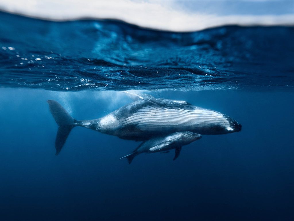 Humbacks / Tonga Tonga