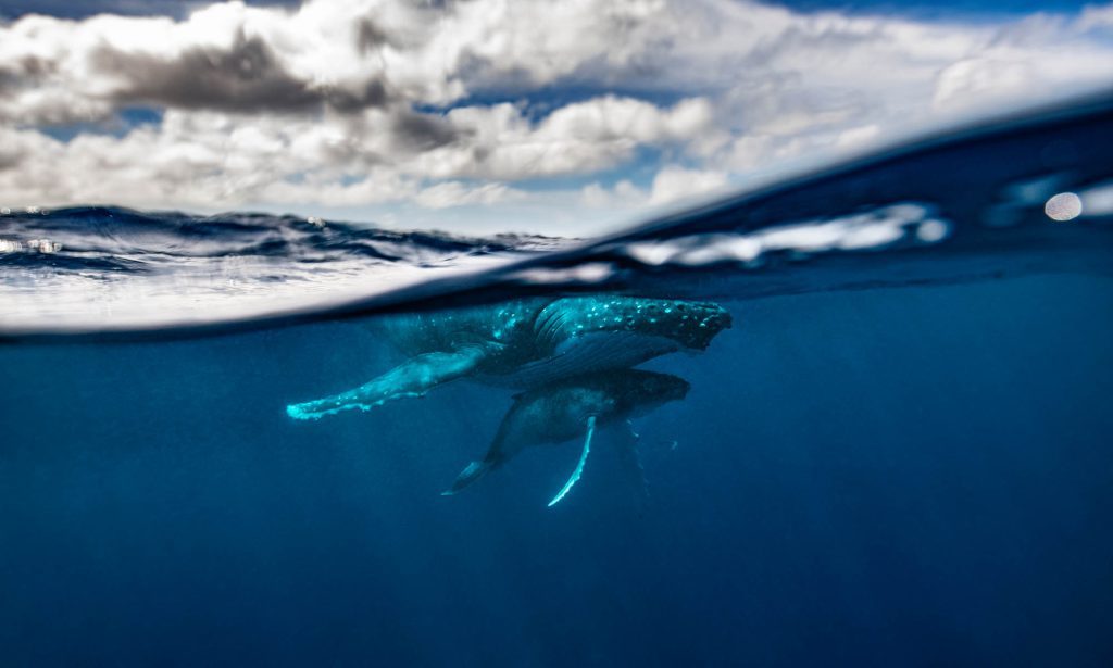 Humbacks / Tonga Tonga