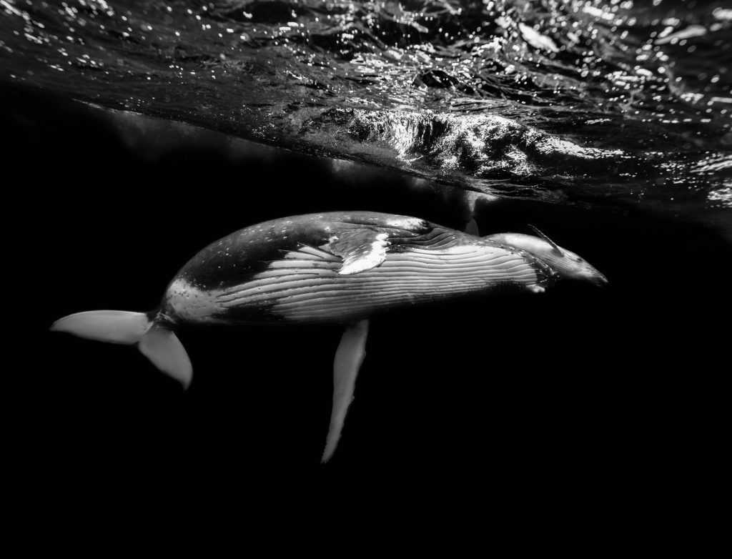 Monochrome / Humpbacks, Tonga Humpbacks, Tonga