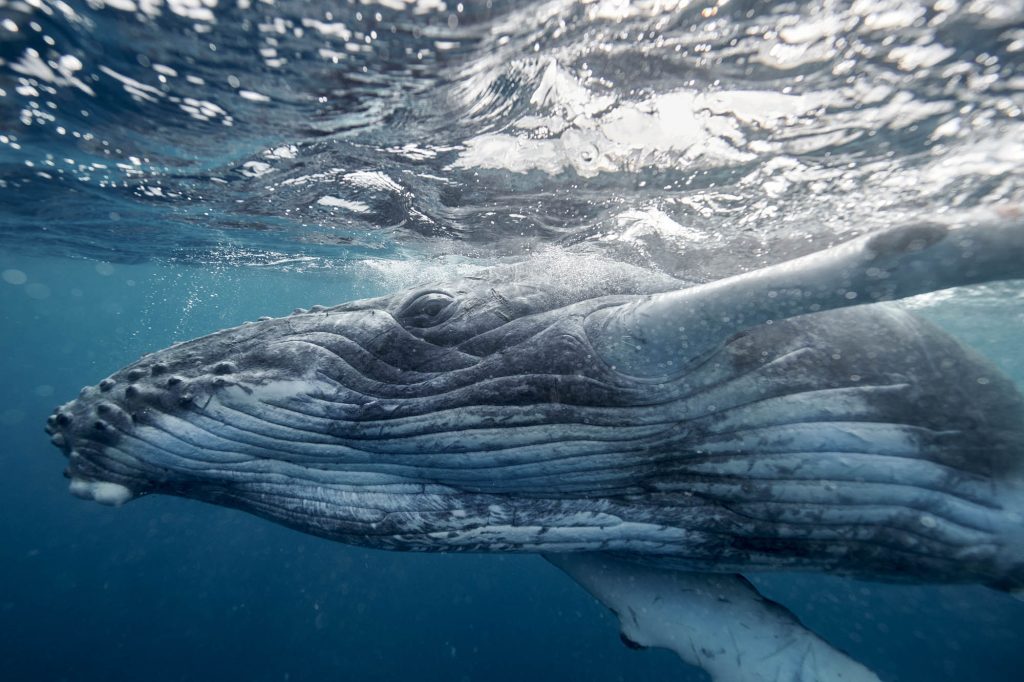 Humbacks / Tonga Tonga