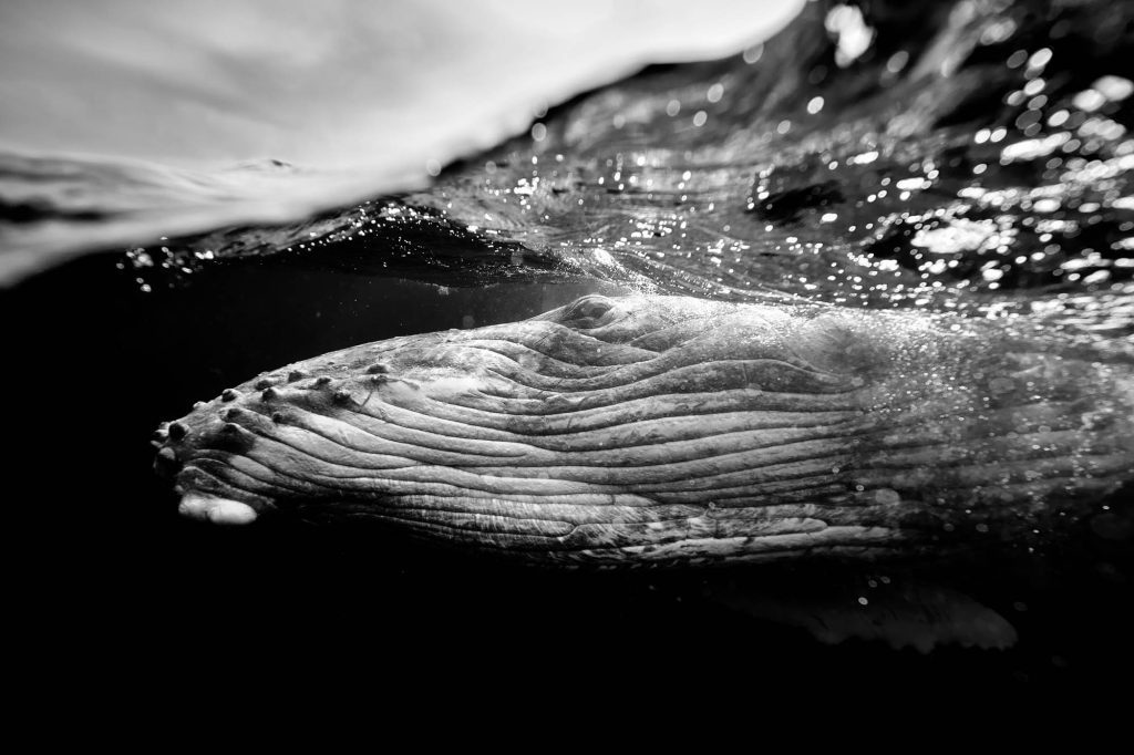 Monochrome / Humpback, Tonga Humpback, Tonga