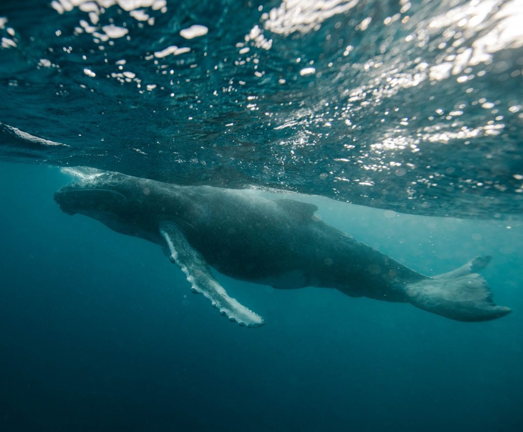 Humbacks / Tonga Tonga