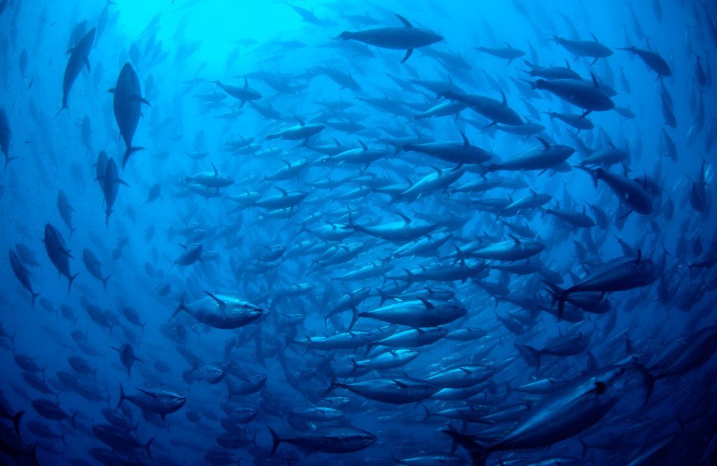 Below / Tuna, Mediterranean Tuna, Mediterranean