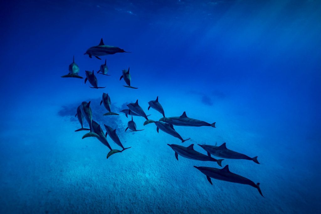 Red Sea / Red Sea, Egypt Red Sea, Egypt